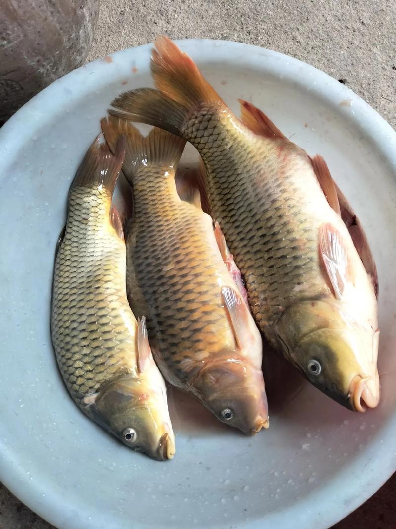 黄鲤鱼 基地鱼塘批发用于垂钓食用鲜活大鲤鱼草鱼鲫鱼花白莲青