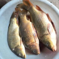 黄鲤鱼 基地鱼塘批发用于垂钓食用鲜活大鲤鱼草鱼鲫鱼花白莲青