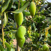 攀枝花大青芒青金煌批发【量大从优】不包邮带框60斤可接代发