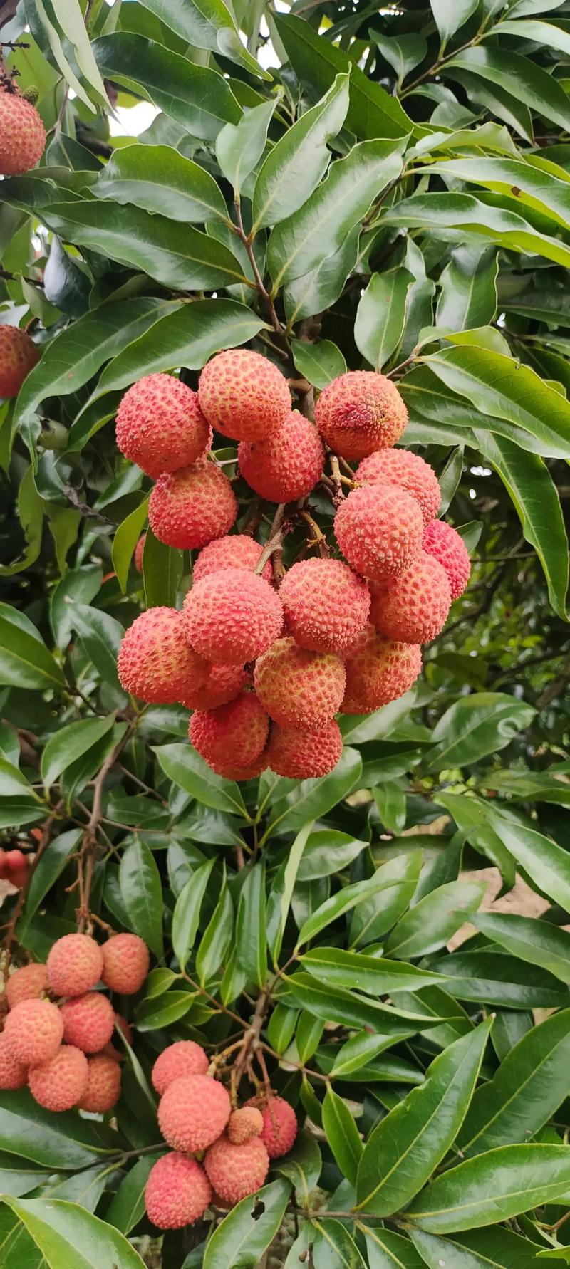 海南妃子笑荔枝一件代发!当季新鲜水果核小肉厚3/5斤