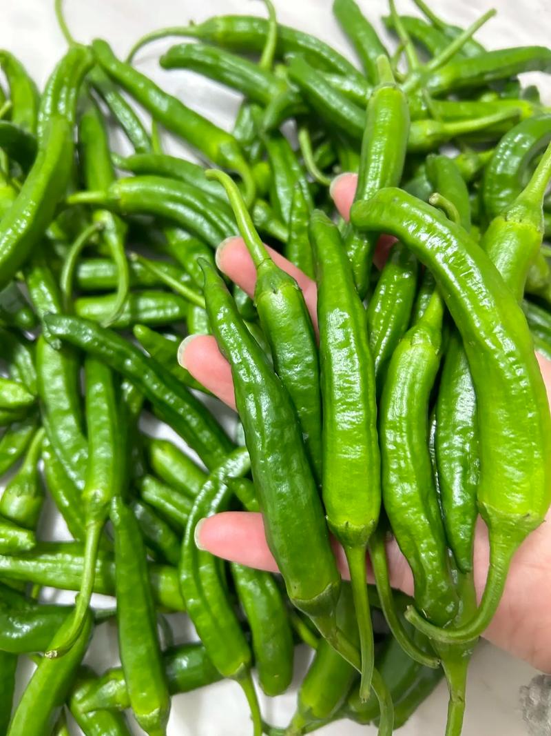 湖南 樟树小辣椒 新鲜蔬菜 高品质茄果菜类