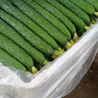 刺黄瓜 精品黄瓜基地直提供各种保障，电商平台商超批发市场