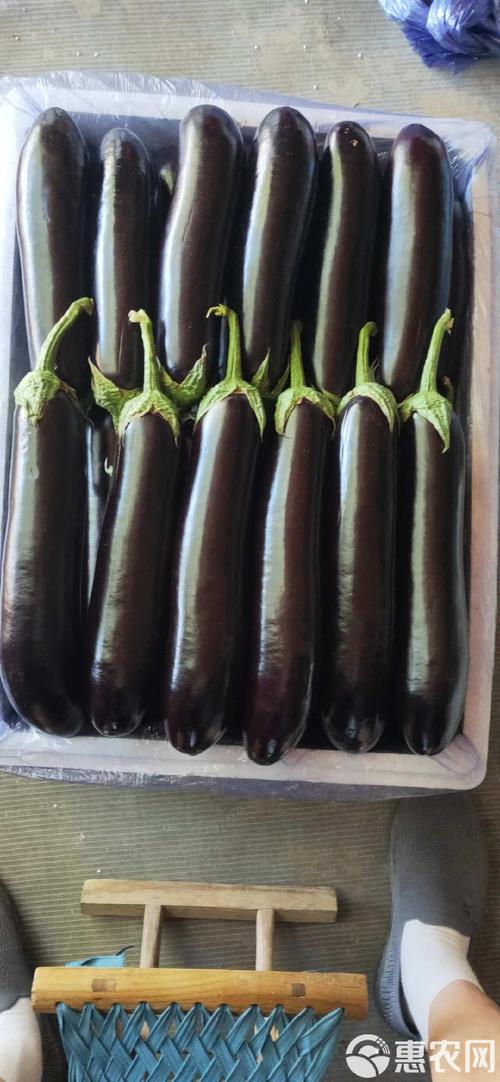黑长茄