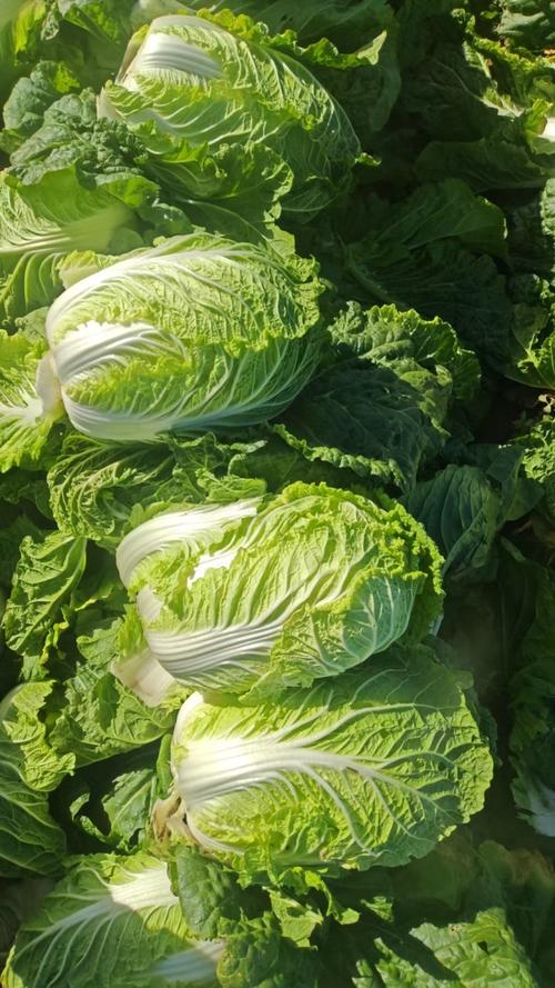黄心大白菜 高品质/好选择/诚信为本/质量求生存