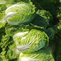 黄心大白菜 高品质/好选择/诚信为本/质量求生存