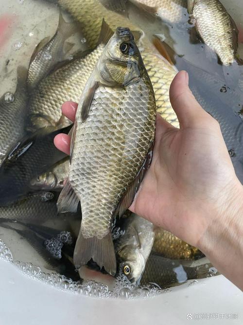 热销放钓湘云鲫 霸王鲫鱼良种鲫鱼先科巨鲫 抬网起鱼送货上门