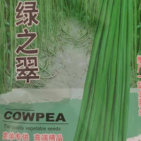 豆角种子 绿之翠 架不住 早熟荚长90厘米以上粗0.8