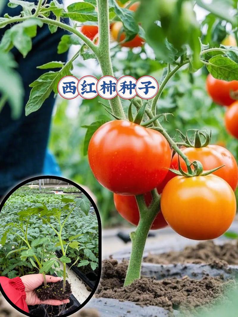 大红果西红柿种子 番茄种子 红钻种子