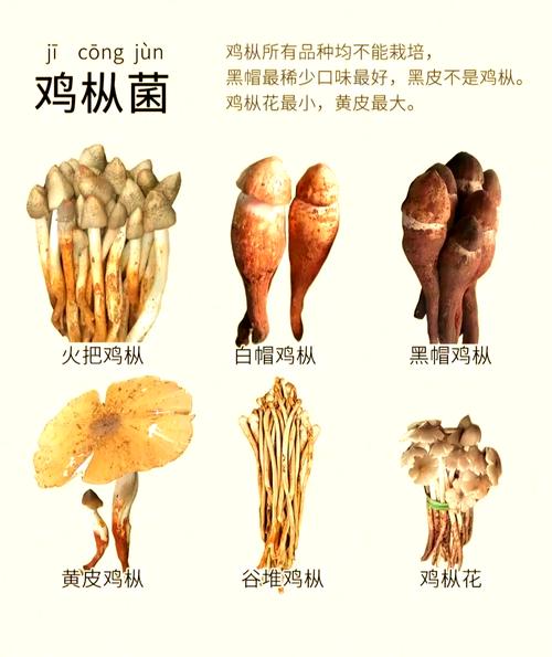 鸡枞菌纯自然界5一7月季节性，好吃的菜。