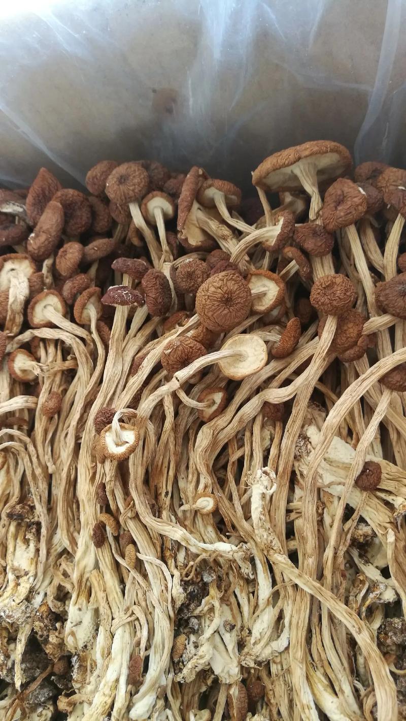 开伞茶树菇 十斤起包邮三号开伞菇 茶树菇，开伞菇 菜菇包邮
