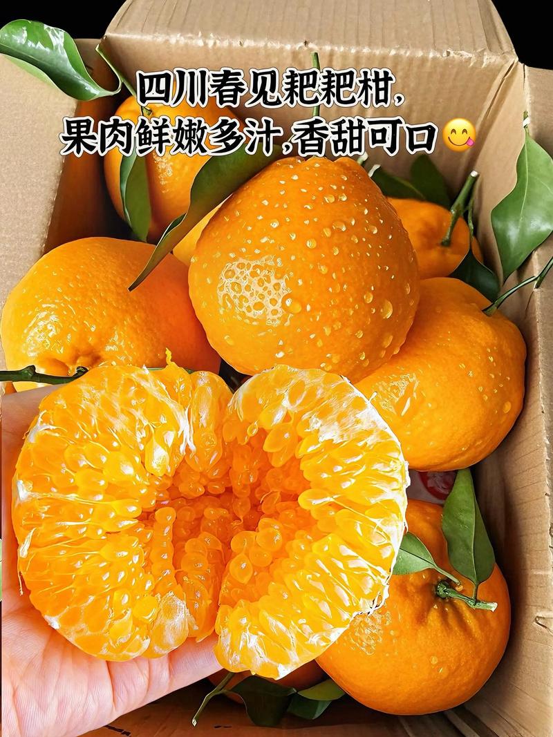 耙耙柑春见专业一件代发对接各大电商平台实力供应源头厂家