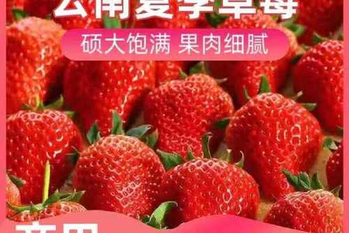 云南，夏季草莓发往全国各地