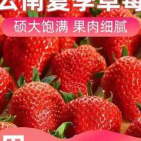 云南，夏季草莓发往全国各地