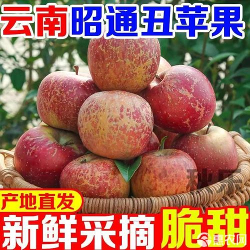 2025头茬野苹果昭通新丑苹果脆甜多汁现摘现发