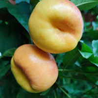 黄金油蟠桃 彩虹蟠桃黄桃油桃金霞河南灵宝市黄土高原沙土地浓香